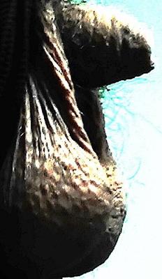 small penis picture gallery