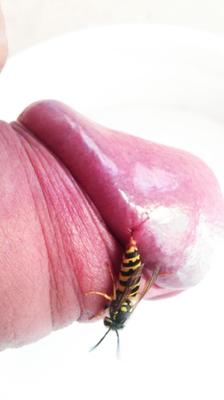 bug