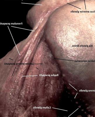 Anatomie masculine