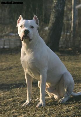 Des chiens pour s'amuser
