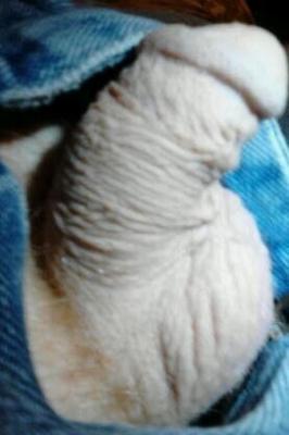little tiny dick