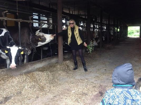 VACA LECHE VS VACA LECHE (O TORO)