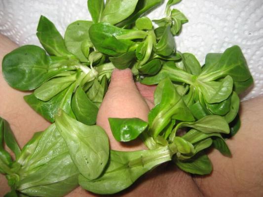 cock & salad