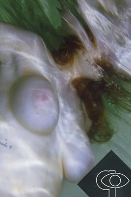 Mes séances photo amateurs au Royaume-Uni