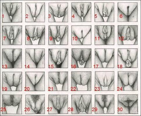 Types Of Pussy